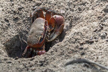 red big arm crab in mangroves seychellesの写真素材