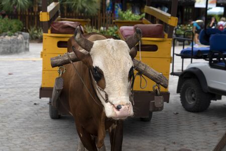 Cow with rope in the nose in seychelles la digue islandの写真素材