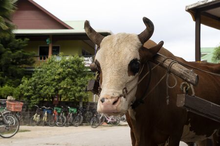 Cow with rope in the nose in seychelles la digue islandの写真素材