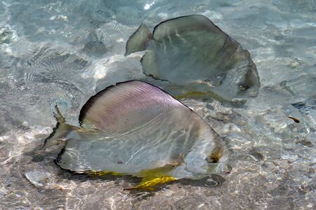 batfish on sea surface in seychelles detailの写真素材