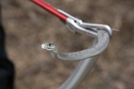 snake hunter with deadly Black mamba snake south africa close up portrait