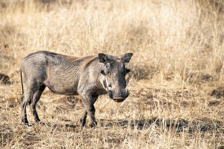 warthog in kruger park south africa close upの写真素材