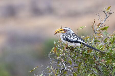  yellow-billed hornbill in kruger park south africa portrait