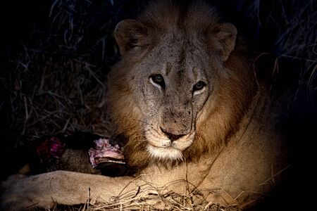 male lion in kruger park south africa close up while eating a gnuの写真素材