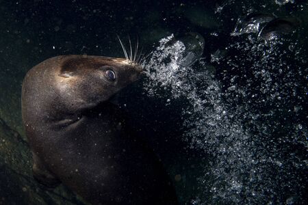 playful puppy sea lion underwater coming to youの写真素材