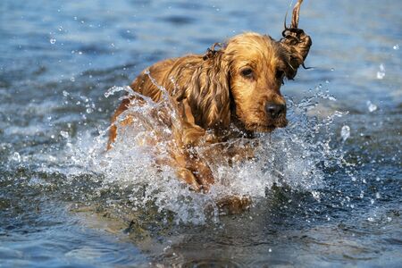 happy puppy cocker spaniel running in the water