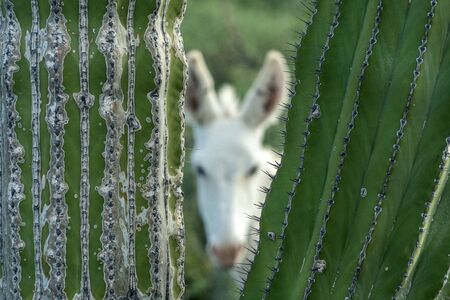 white donkey hiding baja california sur giant cactus forest in the desertの写真素材