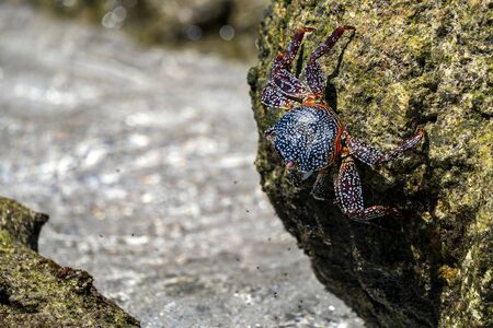 crab on the lava rocks in baja california sur mexico