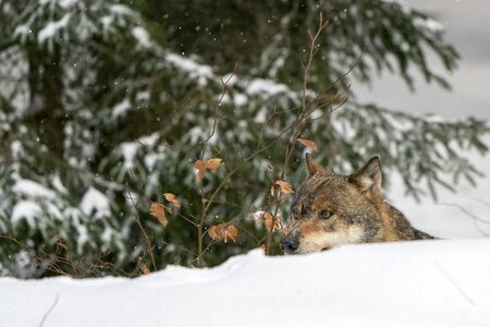 wolf in the snow in winterの写真素材