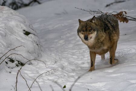 wolf in the snow in winter