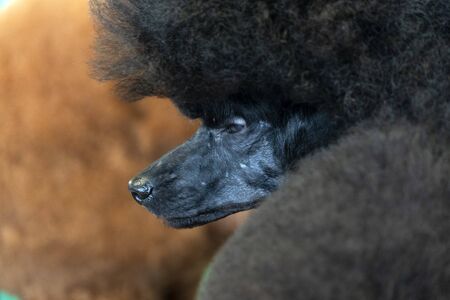 Poodle dog beauty salon portraitの写真素材