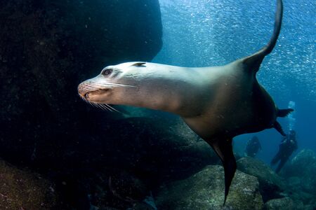 sea lion seal coming to you underwaterの写真素材