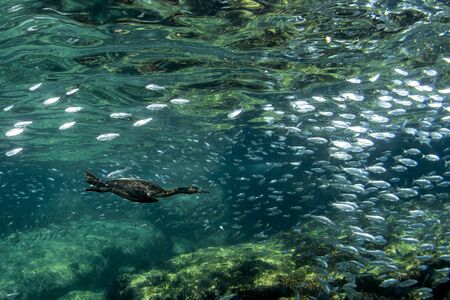 cormorant while fishing underwater in bait ball in the deep blue seaの写真素材