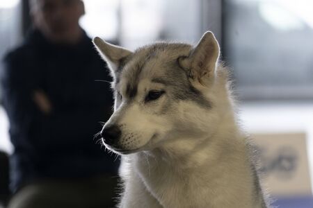 Alaskan malamute dog portrait look at you