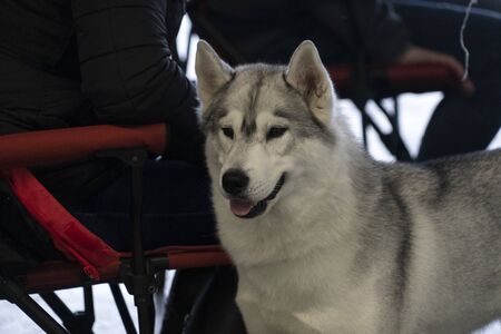 Alaskan malamute dog portrait look at youの写真素材