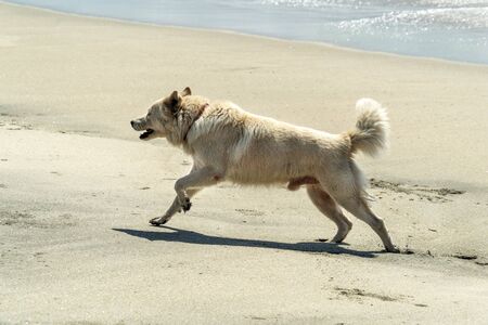 white wolf dog close up portrait on the beach having fun