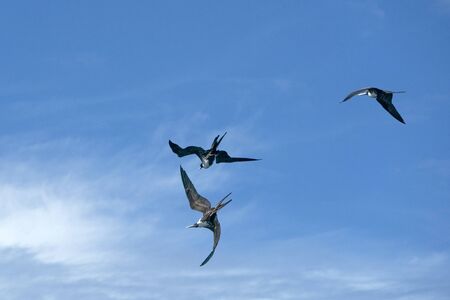 Frigate bird while flying in the sky background and fighting for a fish catchの写真素材