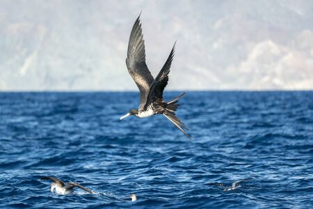 Frigate bird while flying in the sky background and fighting for a fish catchの写真素材