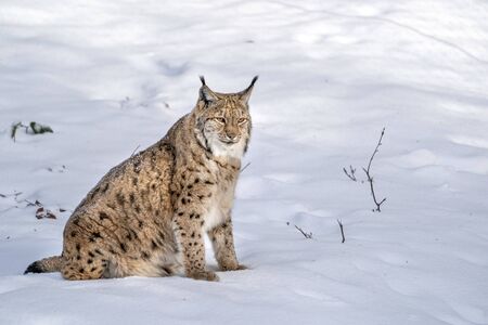 lynx in the snow while looking at you
