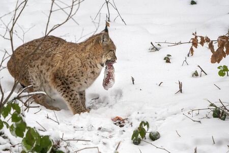 lynx in the snow while looking at youの写真素材