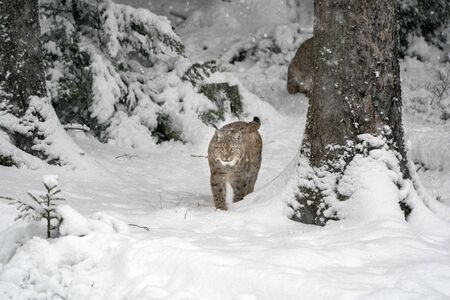 lynx in the snow while looking at you