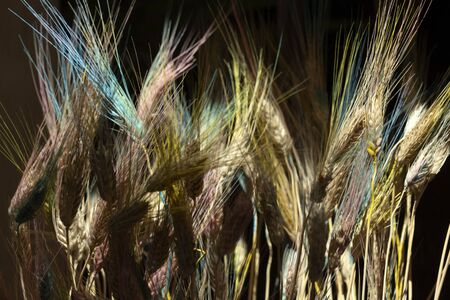 Transgenic mutated blue wheat spike detailの写真素材