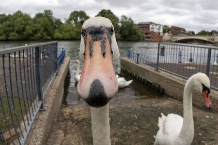 swan portrait on thames river englandの写真素材