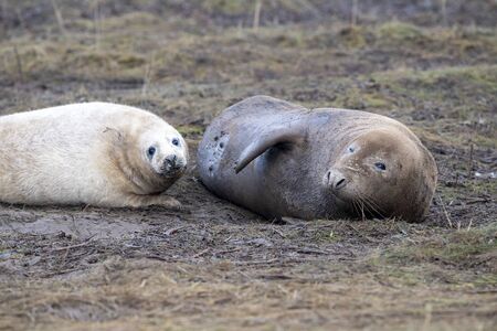 grey seal relaxing on donna nook beach linconshire england