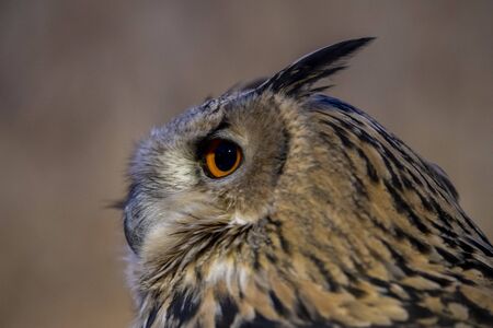 american owl eye detail close up macroの写真素材