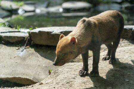Speothos venaticus Bush dog portrait close upの写真素材