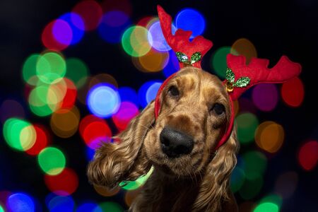 Cocker Spaniel Christmas dressed portrait on shiny light backgroundの写真素材