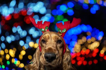 Cocker Spaniel Christmas dressed portrait on shiny light backgroundの写真素材