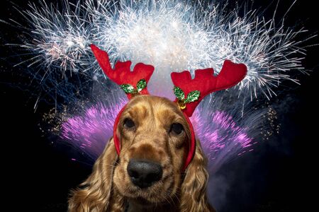 Cocker Spaniel Christmas dressed portrait fireworks backgroundの写真素材