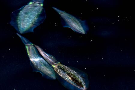 colorful Squid cuttlefish at night in maldives