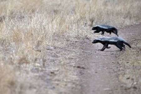honey badger in kruger park south africa close upの写真素材
