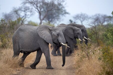 elephant group walking in kruger park south africa crossing roadの写真素材