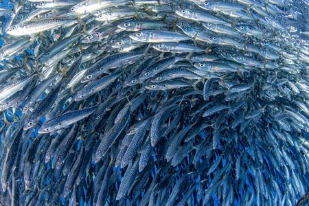 inside a giant sardines school of fish bait ball