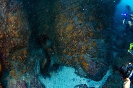 twist effect sea lion seal coming to you underwaterの写真素材