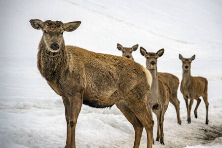 deer group portrait on snow background portraitの写真素材