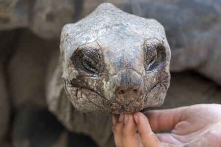 seychelles giant turtle close up portrait looking at you
