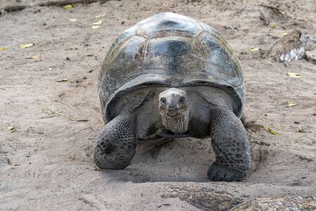 seychelles giant turtle close up portrait looking at youの写真素材