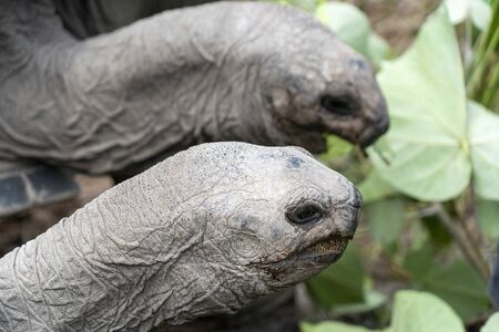 seychelles giant turtle close up portrait looking at youの写真素材