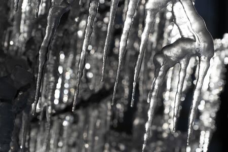 icicles frozen ice on tree branches in Winter season