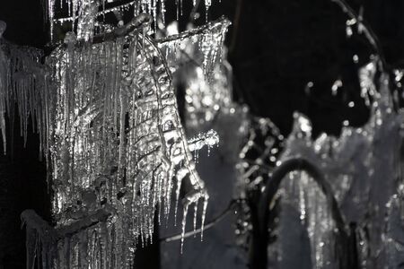 icicles frozen ice on tree branches in Winter seasonの写真素材