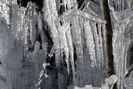icicles frozen ice on tree branches in Winter seasonの写真素材