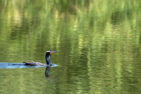 Cormorant portrait in green lagoonの写真素材