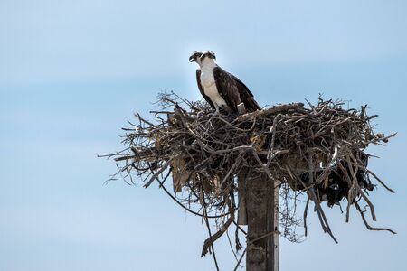 Osprey bird in the nest portraitの写真素材