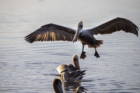 Pelican at sunset in baja california