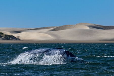 grey whale tail while going down in bahia magdalena sand dunes background