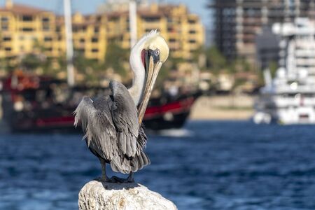 pelican in cabo san lucas harbor mexicoの写真素材